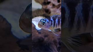 Very special cichlid  You know about this 🤔🤗 [upl. by Enaywd]