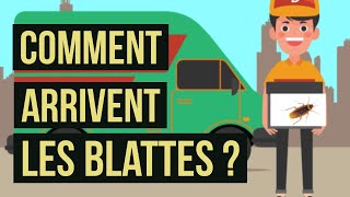 Comment arrivent les blattes  Pourquoi il y a des cafards dans votre logement [upl. by Aicac246]