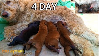 How does an experienced dog mother teach her 4dayold pups to be calmviral shorts puppy dogs [upl. by Deeas]