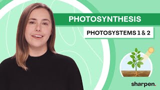 Photosystem 1 vs Photosystem 2  Photosynthesis Biology 101 [upl. by Magdalen442]