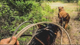 Dale Ropes a 2400lb BULL [upl. by Araminta82]