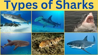 Types of Sharks  Learn Different types of sharks [upl. by Prudi]