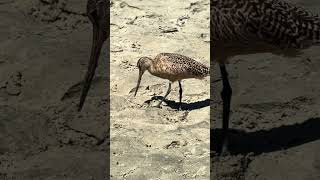 Marbled Godwit Foraging [upl. by Cindi507]