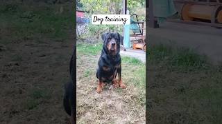 Dog training attack command shorts short doglover [upl. by Byrn833]