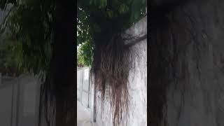 Im afraid amp feel something nervous when dropping by to this gakit tree shortvideoviral [upl. by Ellan]