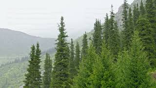 Rainy day in coniferous forest at mountain slopes Serene and Peaceful Atmosphere [upl. by Wilburt]