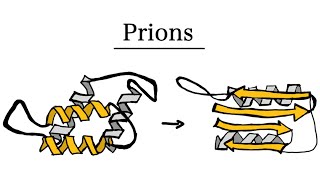 What are Prions  MCAT Biology [upl. by Eirhtug]