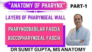 PHARYNX  LAYERS  PHARYNGOBASILAR FASCIA  BUCCOPHARYNGEAL FASCIA  ANATOMY [upl. by Kira]