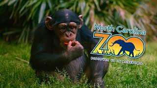 The Wild and Wonderful North Carolina Zoo [upl. by Marchall610]