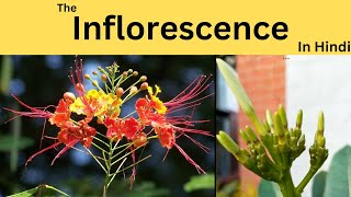 What is inflorescence Racemose and Cymose How flowers are formed on branches [upl. by Dewayne]