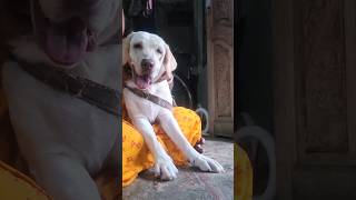 when I crying my doggy reaction trending viral petlovers animals mrbeast MrBeast [upl. by Aisyram]