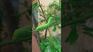 Tobacco Hornworm insect🐛caterpillar turn into a luna mothn short short video [upl. by Dahsar875]