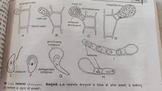 Structure and asexual reproduction in Ectocarpus [upl. by Norrad]