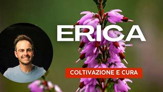 Erica la pianta che NON MUORE MAI quasi [upl. by Nitsed]