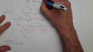 eSVT Le potentiel daction et la transmission synaptique [upl. by Navarro]