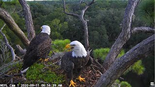 NEFL Cam 2  Live Bald Eagle Cam [upl. by Kcirej]