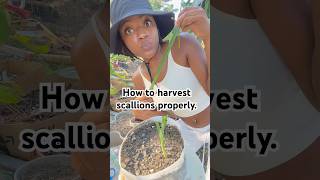 How to harvest scallions properly foryou shorts garden gardening nature [upl. by Ezarras]