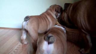 English Bulldog puppies yelling and barking at our 7 month old English Bulldog [upl. by Don]