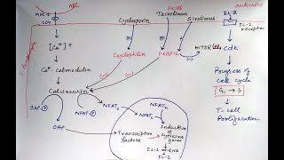 Mechanism of Cyclosporin Tacrolimus and Sirolimus immunosuppressants pharmacology [upl. by Aicyla44]