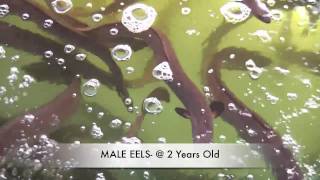 How To Grow Eels EEL FARMING IN AUSTRALIA [upl. by Trey955]