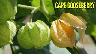 Cutleaf ground cherry edible  Physalis fruit  Cape gooseberry benefits [upl. by Ecnarolf]