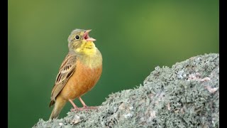 Ortolan bunting [upl. by Yc306]