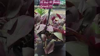 Tradescantia zebrina instagram succulenttreanding trending youtubeshorts plants viralvideo [upl. by Notyard]