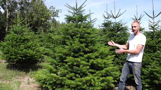 Nordman Fir Christmas Tree Guide [upl. by Ennoid]