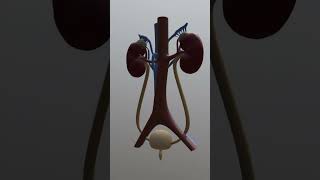 Urinary System Overview 3D [upl. by Eldred]