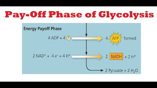 Glycolysis Payoff phase [upl. by Onitnerolf]