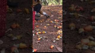 Cashew Harvesting Techniques  How to Harvest Cashew Nuts in Rural Life [upl. by Horan522]