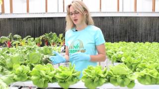 Harvesting Hydroponic Bibb Lettuce  CropKing Inc [upl. by Enamrahc]