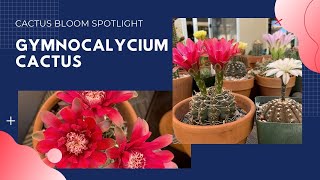 Spotlight on Gymnocalycium  Cactus Bloom [upl. by Drais]