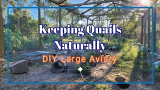 Building Large Aviary from Scratch DIY for Quails and other Birds quails [upl. by Oicinoid]