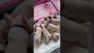 Puppies Enjoying More of Moms Milk After Mealtime  Cute Puppy Moments puppy doglovers cutepuppy [upl. by Timmons]