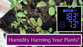 Is High Humidity Harming Your Plants [upl. by Erdah]