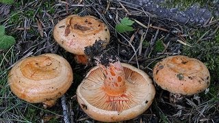 Cueillette Champignons dans le Var [upl. by Atteuqcaj]