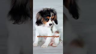 Cavalier King Charles Spaniel [upl. by Kirven]