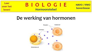 Biologie  Hormoonstelsel3  De werking van hormonen [upl. by Clift]