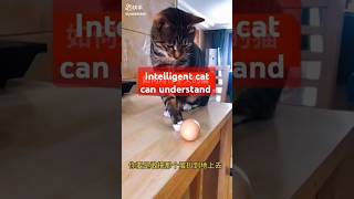 Intelligent cat understand the situation l shorts ytshorts funny cat [upl. by Brinna366]