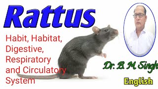 Rattus rattus English Part1 [upl. by Nivad]