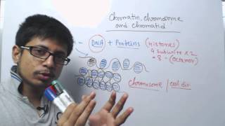 Chromosome chromatin and chromatid [upl. by Xad784]