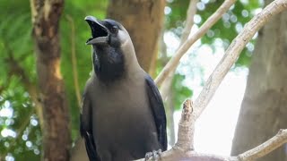 CROW CROWING Sounds Naturally  Crow Sounds  Crow bird Cawing Voice [upl. by Gerfen550]