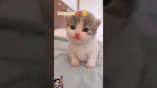 The little kitten is meowing💕😻meow cut kitten cat [upl. by Lasiaf164]