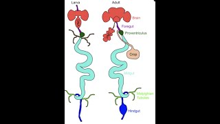 Dissection of Drosophila gut [upl. by Namyac]