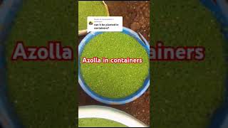 Azolla farming in containers [upl. by Montague]