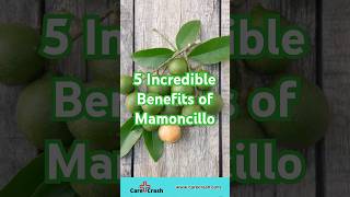 5 Incredible Benefits of Mamoncillo You Need to Know  carecrash [upl. by Nenney]