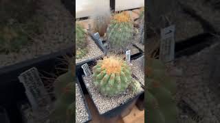 Beautiful rare copiapoa music song video [upl. by Leiram882]