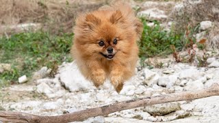 How to Socialize Your Pomeranian with Other Dogs A Comprehensive Guide [upl. by Attennek713]