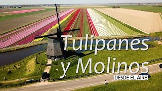 Campos de tulipanes a vista de dron Visitando Keukenhof  PAISES BAJOS 4 [upl. by Quitt]